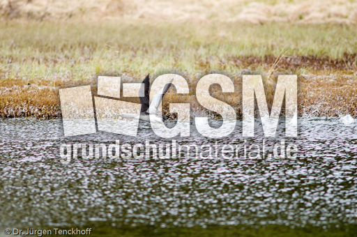 Sterntaucher (13 von 20).jpg